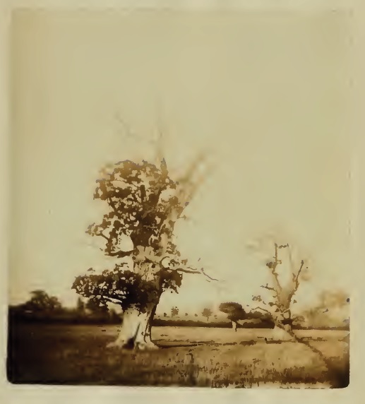 1867 Photograph Colwall Oaks