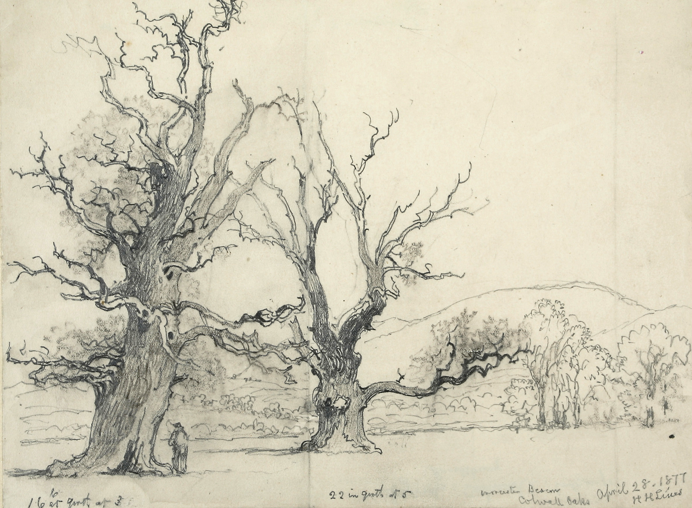 1877 Lines Drawing of Colwall Oaks