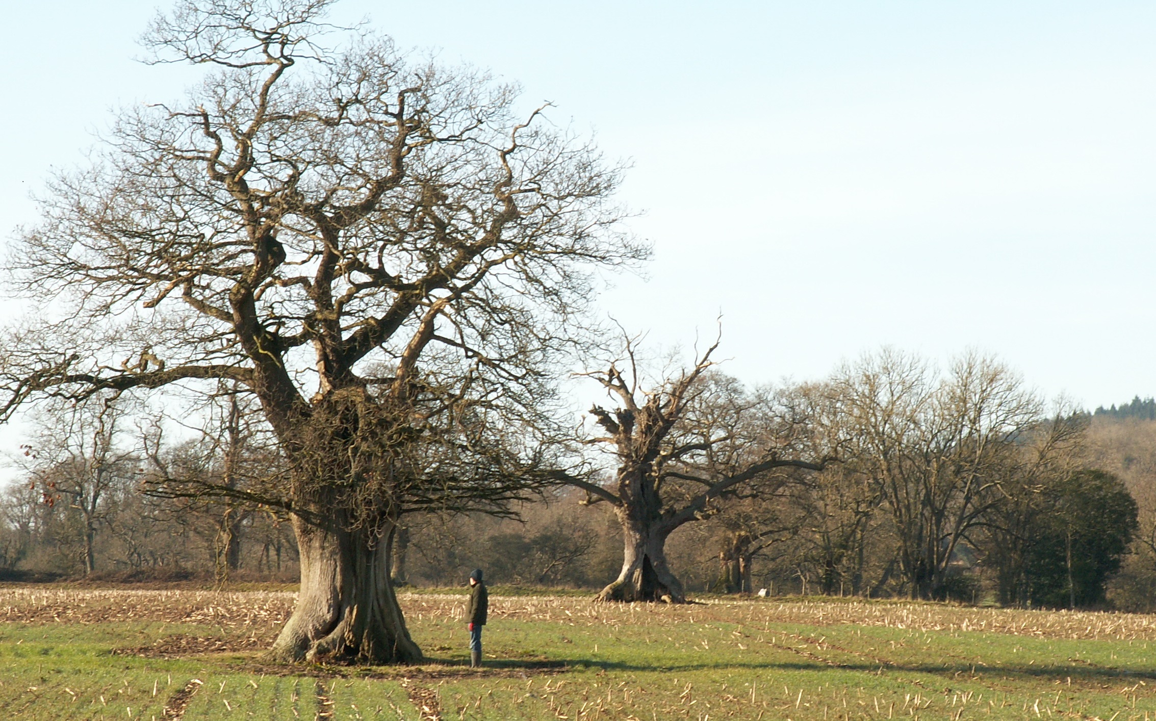 2021 Photograph Colwall Oaks